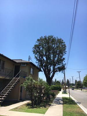 Podocarpus tree trimming in Fullerton.  Apartment building tree trimming away from building and wires for Property Management