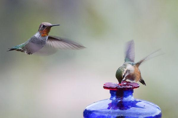 Lovely little feeders plenty of action