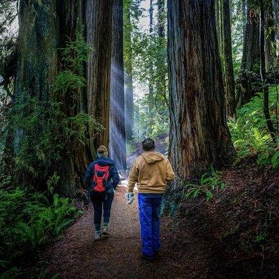 Hike among the world's biggest trees in the Giant Forest of nearby Sequoia National Park