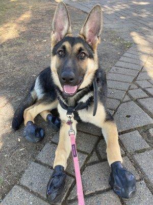 Our girl with her new boots so her paws don't get too hot on the sunny pavement.