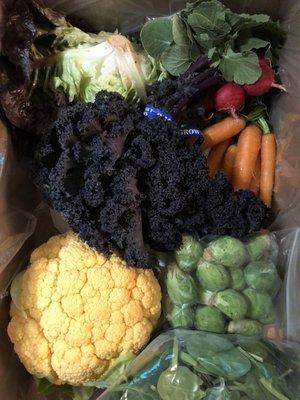 CSA classic farm box