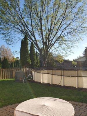 View of 35 year old Silver Maple Tree. It Has been a long problem to My pool and lawn, So 3 sections cut off 11/27/2023 by TheTree Surgeon.