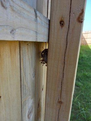 Wasp nest behind fence post