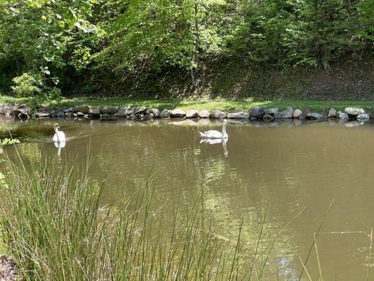 The resident swans.  Ask for lettuce in the kitchen to toss to them in the pond.