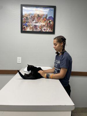 cat in exam room