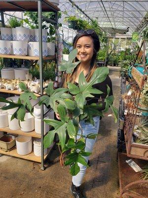 Massive florida Green (non varigated) philodendron