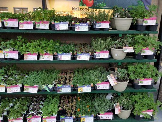 Fresh herbs & plants for spring