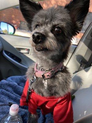 Cha-cha after her grooming in the car with her cute skull bandana for Halloween courtesy of All 4 Dirty Paws