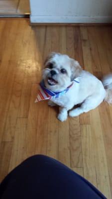 Say hello to Daisy! This is her fabulous cut from The Orchard Lake Pet Resort! Our family loves this grooming facility!