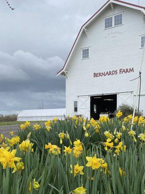 Exterior with daffodils