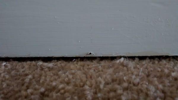 Pinky finger gap between baseboard and carpet.