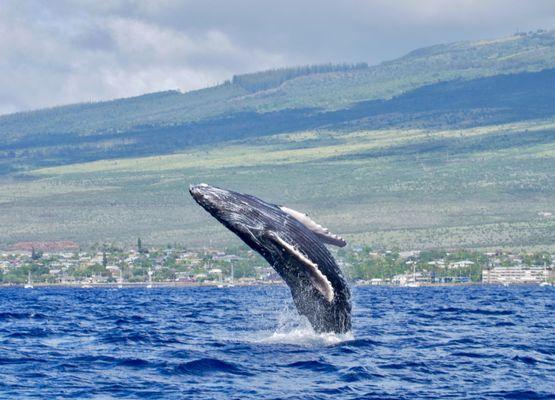 Whale watching!