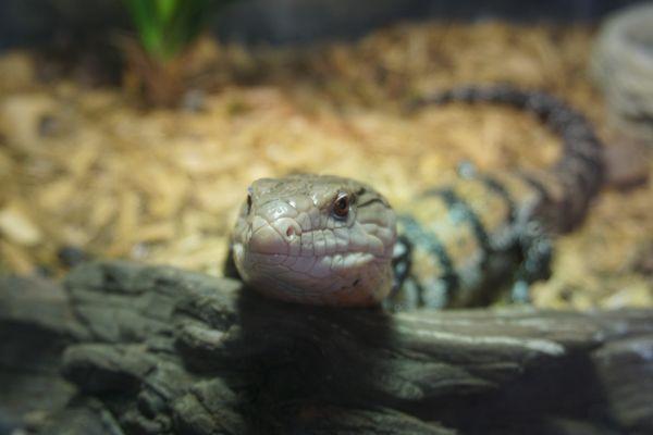 Blue Tounge Skink