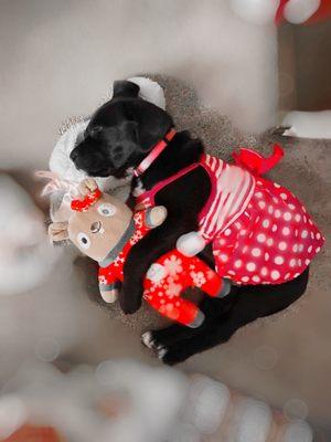 Clean and pretty puppy in her Christmas outfit