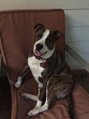 Lily relaxing on the porch