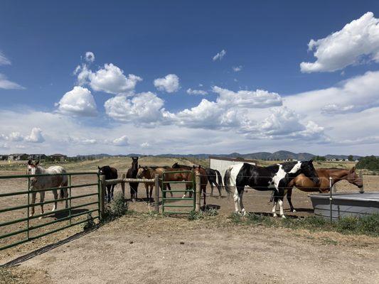 Stockton's Plum Creek Kennels