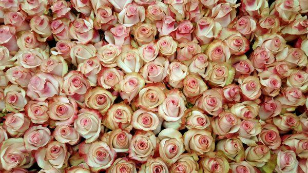 Sweetness Roses