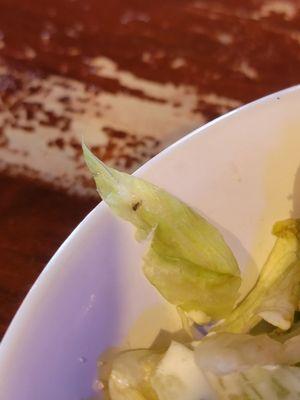 Bug in salad