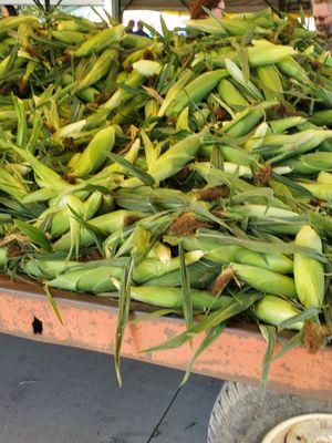 This pile OF FRESH Home Grown Corn is huge at 1pm. Store employee said tractor brought in 1 hour ago.  6/$5.00.  9/21/2024