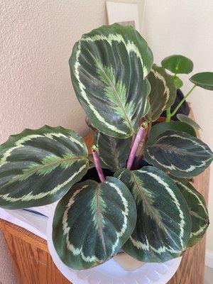 Calathea Roseopicta Medallion, healthy and giving me new leaves already.