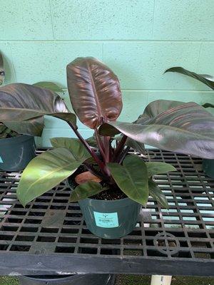 Red imperial philodendron