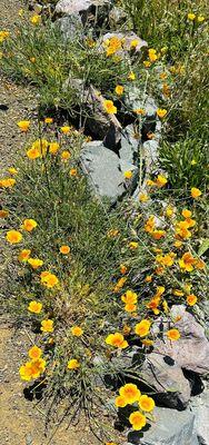 Poppies on the Quest hike