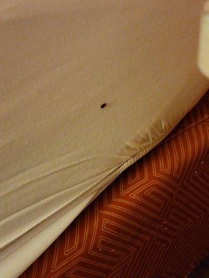 Another bed bug on the side of the bed in room 144