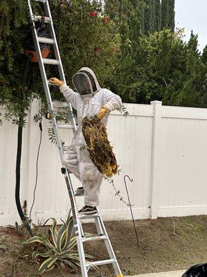 Huge honey comb that had thousands upon thousands of bees! About 3 feet long!