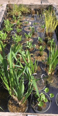 Assorted Aquatic Plants