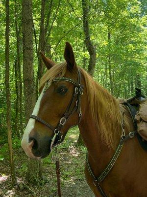 Flame in his beautiful tack set!