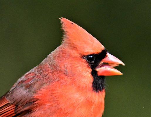 Cardinal having a bite to eat at the Bog Garden!