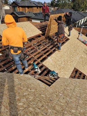 Replacing Plywood on Redwood City House