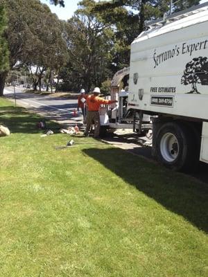 Serrano's Expert Tree Service