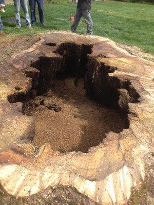 Tree Removal and stump grinding