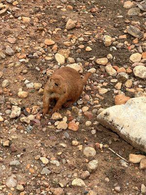 Prairie dogs were all over the property. So fun to see them run around!