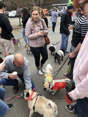 Pugnacious Pugs entered their club in the parade- Year of the Dog