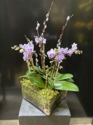 Mini Orchids in a Square Container