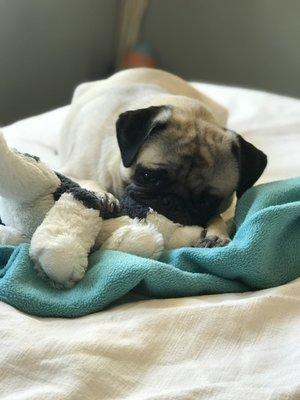 Pug after haircut. Velvety soft.