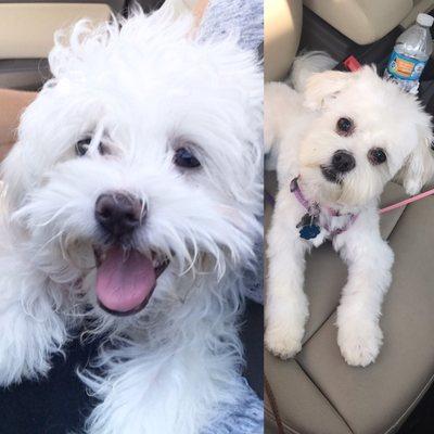 My havanese groomed elsewhere on the left and what they did on the right!