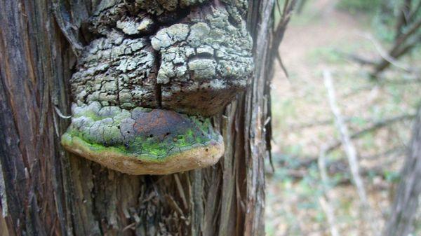 Cool looking mushroom; learned has a trichoderma infection. (Thanks Yvette!)