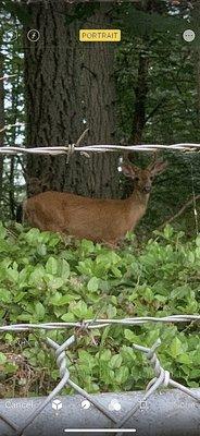 A buck within the Lake Youngs Reservation.