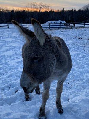 We have a variety of animals.. this is Dandelion our rescue donkey! We call her Dani