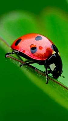 This lady bug represents the organic insecticides that we utilize to safely eliminate pest. Lady bugs eat homopteran insects.