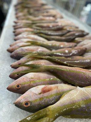 Rabirubia /yellowtail snapper