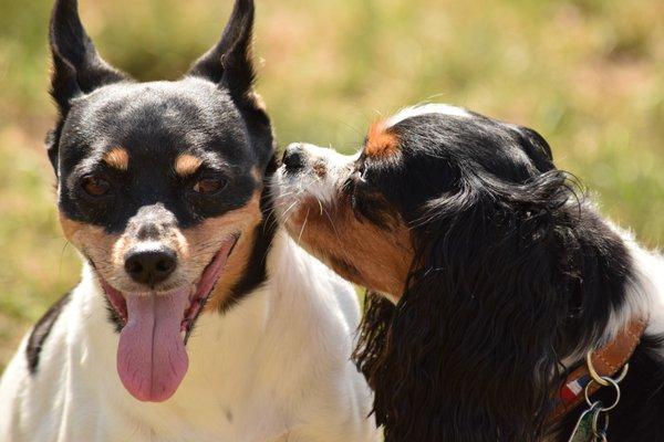 Lexi and Abbey