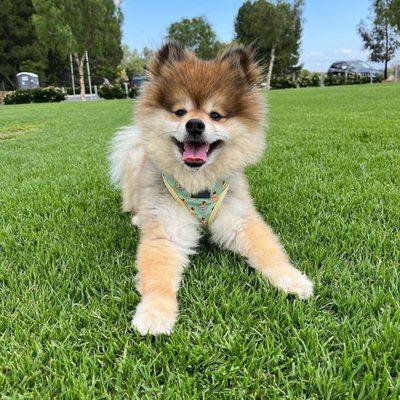 @venicethepom enjoying the grass