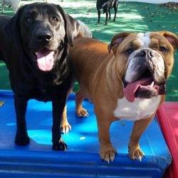 The dogs love our dog safe play equipment at daycare or boarding!