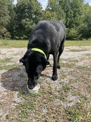 He enjoys Giddy-Ups pup cup too