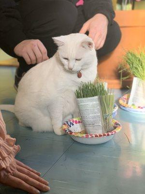 Shop Cat!