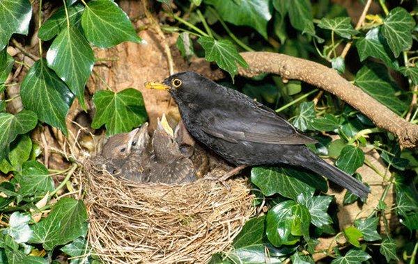 Back Yard Birds hatching in your yard. Children will engage in Bird Watching in our science Lab.